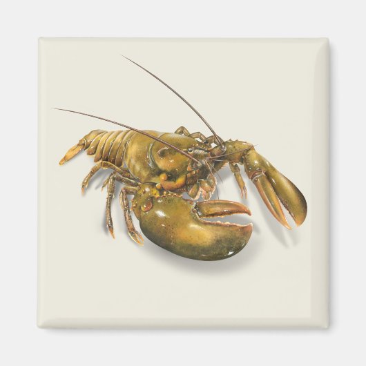 American Lobster Magnet (Voorkant)