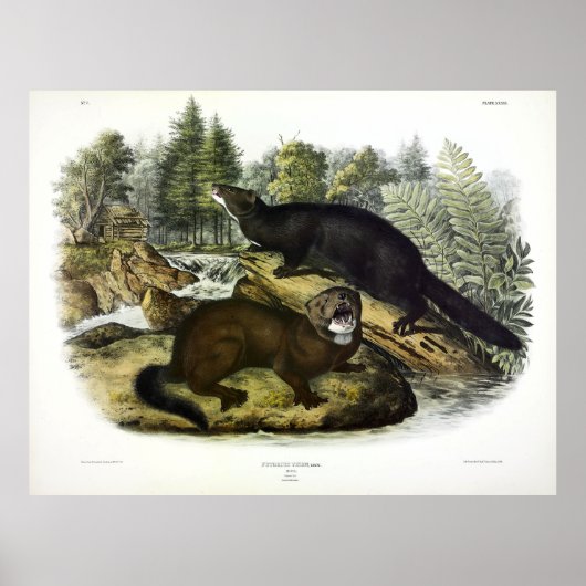 American Mink, Neovison vison van Audubon Poster (Voorkant)