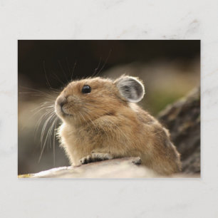 American Pika Briefkaart