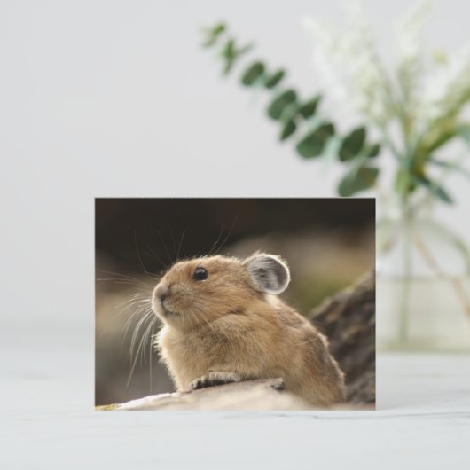 American Pika Briefkaart (Staand voorkant)