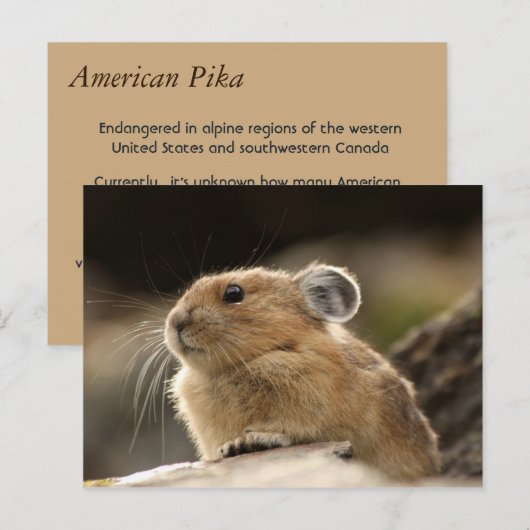 American Pika Briefkaart (Voorkant / Achterkant)