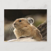 American Pika Briefkaart (Voorkant)