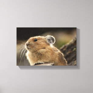 American Pika Canvas Afdruk