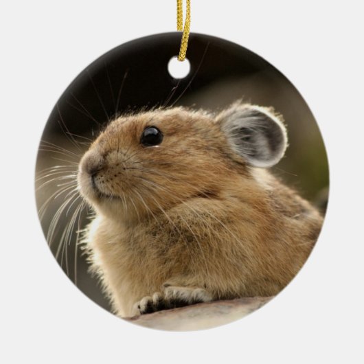 American Pika Keramisch Ornament (Voorkant)