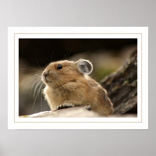 American Pika Poster (Voorkant)