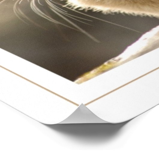 American Pika Poster (Hoek)