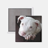 American Pit Bull Puppy Magnet (Voorkant / Achterkant)