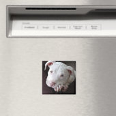 American Pit Bull Puppy Magnet (Insitu (Vaatwasser))