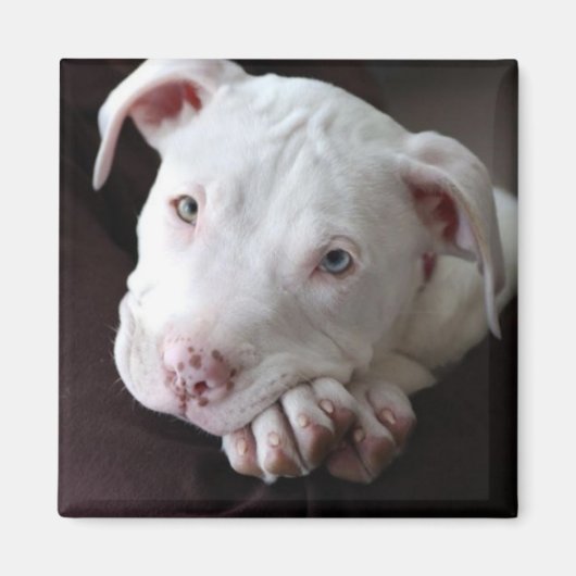 American Pit Bull Puppy Magnet (Voorkant)