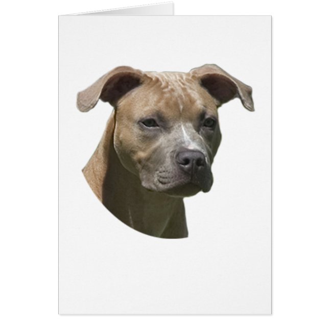 American Pit Bull Terrier (APBT) Card (Voorkant)