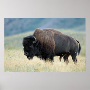 American Plains Bison Poster