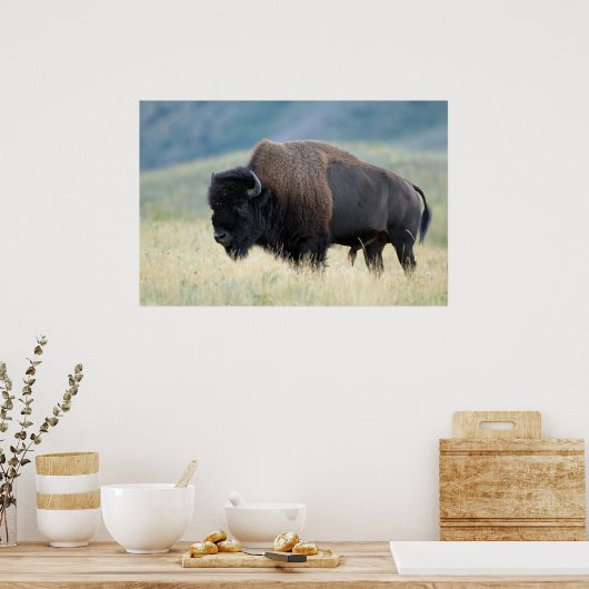 American Plains Bison Poster (Keuken)