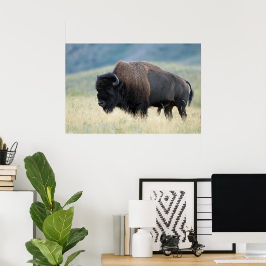 American Plains Bison Poster (Thuiskantoor)
