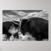 American Plains Bison Poster (Voorkant)