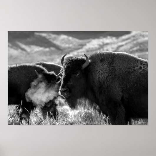 American Plains Bison Poster (Voorkant)