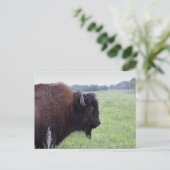 American Plains Buffalo Bison-Briefkaart Briefkaart (Staand voorkant)