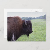 American Plains Buffalo Bison-Briefkaart Briefkaart (Voorkant / Achterkant)