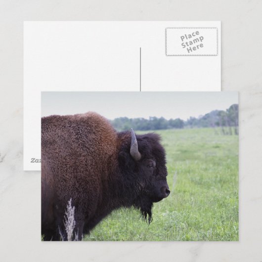American Plains Buffalo Bison-Briefkaart Briefkaart (Voorkant / Achterkant)