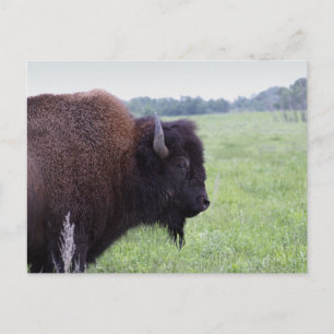 American Plains Buffalo Bison-Briefkaart Briefkaart