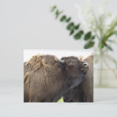 American Plains Buffalo Bison Briefkaarten (Staand voorkant)