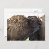 American Plains Buffalo Bison Briefkaarten (Voorkant / Achterkant)