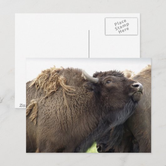 American Plains Buffalo Bison Briefkaarten (Voorkant / Achterkant)