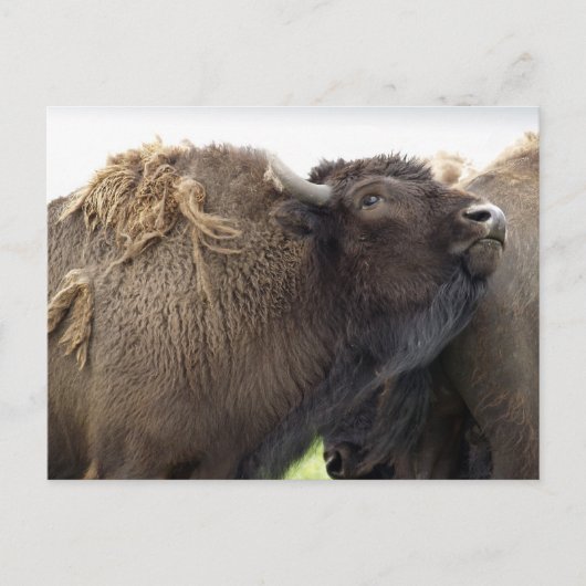 American Plains Buffalo Bison Briefkaarten (Voorkant)