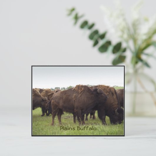 American Plains Buffalo Bison Briefkaarten (Staand voorkant)