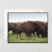 American Plains Buffalo Bison Briefkaarten (Voorkant / Achterkant)