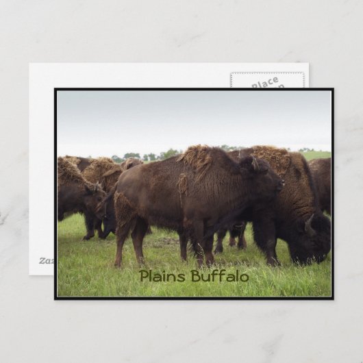 American Plains Buffalo Bison Briefkaarten (Voorkant / Achterkant)