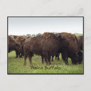 American Plains Buffalo Bison Briefkaarten