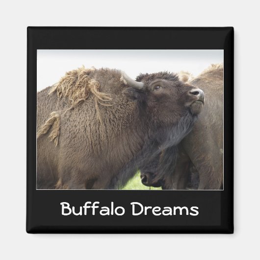 American Plains Buffalo Bison Magnet (Voorkant)