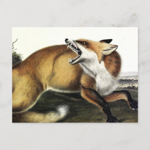 American Red Fox, Vulpes vulpes fulvus van Audubon Briefkaart