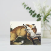 American Red Fox, Vulpes vulpes fulvus van Audubon Briefkaart (Staand voorkant)