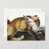 American Red Fox, Vulpes vulpes fulvus van Audubon Briefkaart (Voorkant / Achterkant)