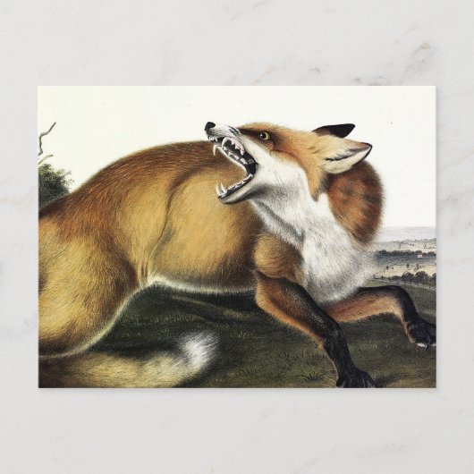 American Red Fox, Vulpes vulpes fulvus van Audubon Briefkaart (Voorkant)