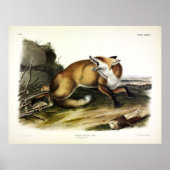 American Red Fox, Vulpes vulpes fulvus van Audubon Poster (Voorkant)