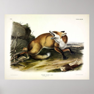 American Red Fox, Vulpes vulpes fulvus van Audubon Poster