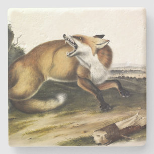 American Red Fox, Vulpes vulpes fulvus van Audubon Stenen Onderzetter