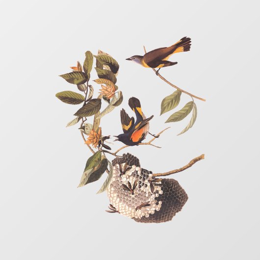American Redstart Audubon Birds and Wasp Nest Raamsticker (Vel)