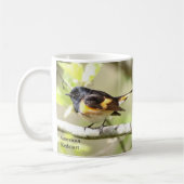 American Redstart Mok door BirdingCollectibles (Links)