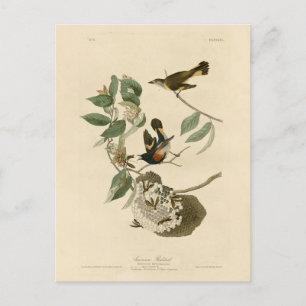 American Redstart van Audubon's vogels in Amerika Briefkaart