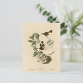 American Redstart van Audubon's vogels in Amerika Briefkaart (Staand voorkant)