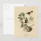 American Redstart van Audubon's vogels in Amerika Briefkaart (Voorkant / Achterkant)