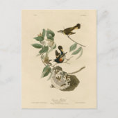 American Redstart van Audubon's vogels in Amerika Briefkaart (Voorkant)