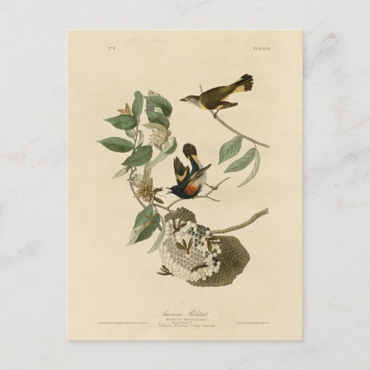 American Redstart van Audubon's vogels in Amerika Briefkaart (Voorkant)