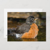 American Robin bathing 2 Briefkaart (Voorkant / Achterkant)