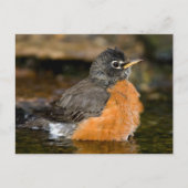 American Robin bathing 2 Briefkaart (Voorkant)