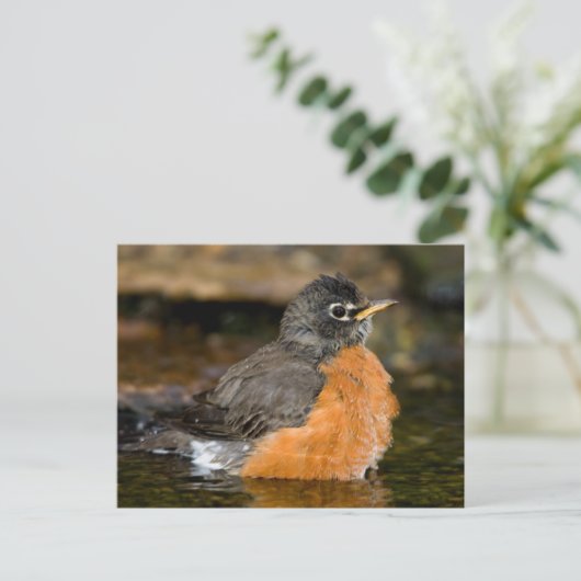 American Robin bathing 2 Briefkaart (Staand voorkant)