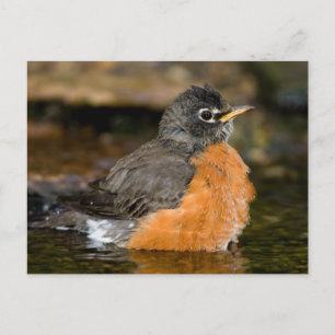 American Robin bathing 2 Briefkaart